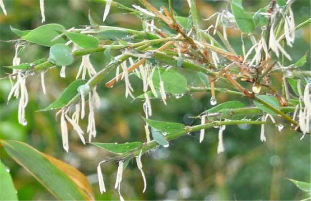 農(nóng)村俗語：“竹子開花，馬上搬家”，說的是啥意思？.jpg